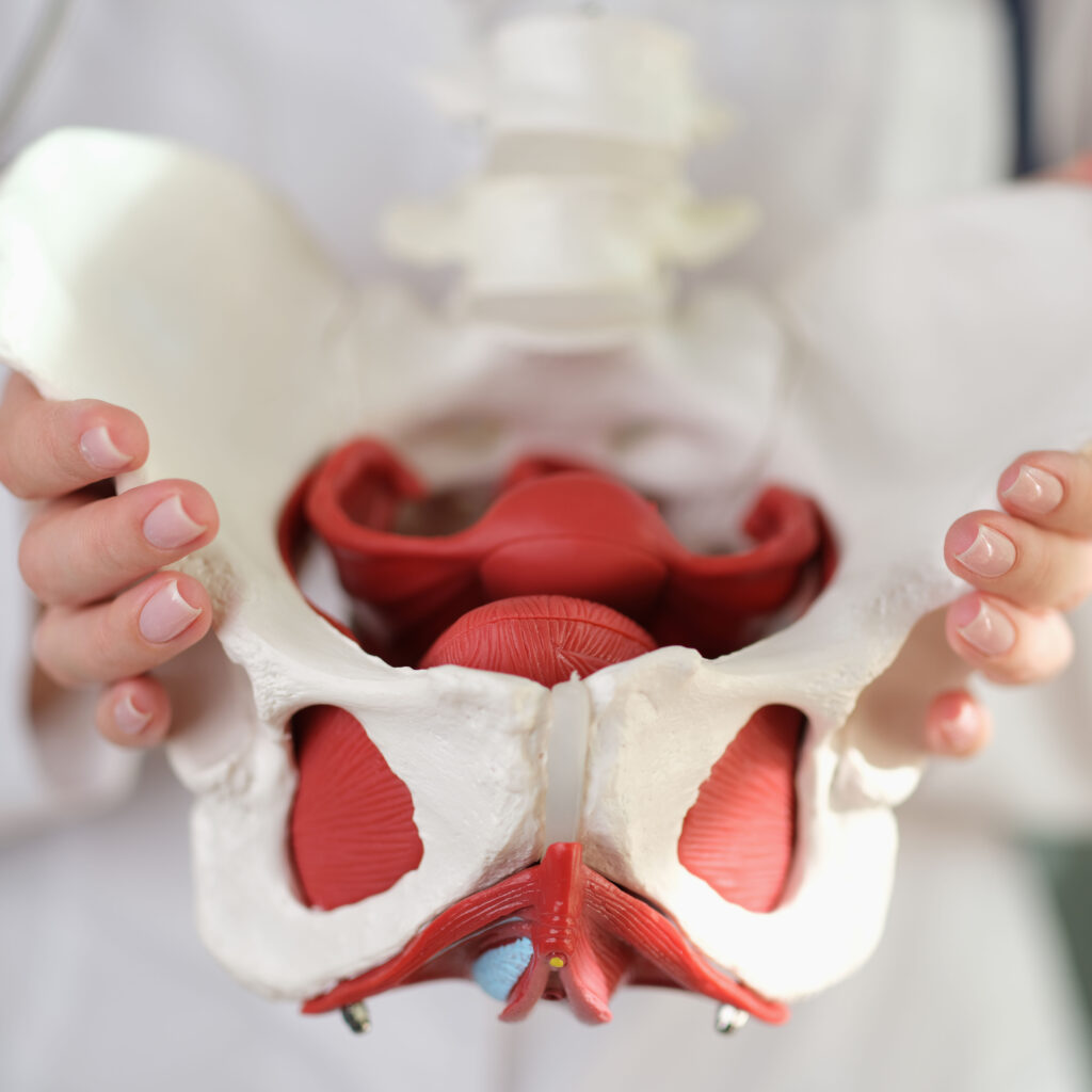 Female gynecologist showing model of female pelvis with muscles
